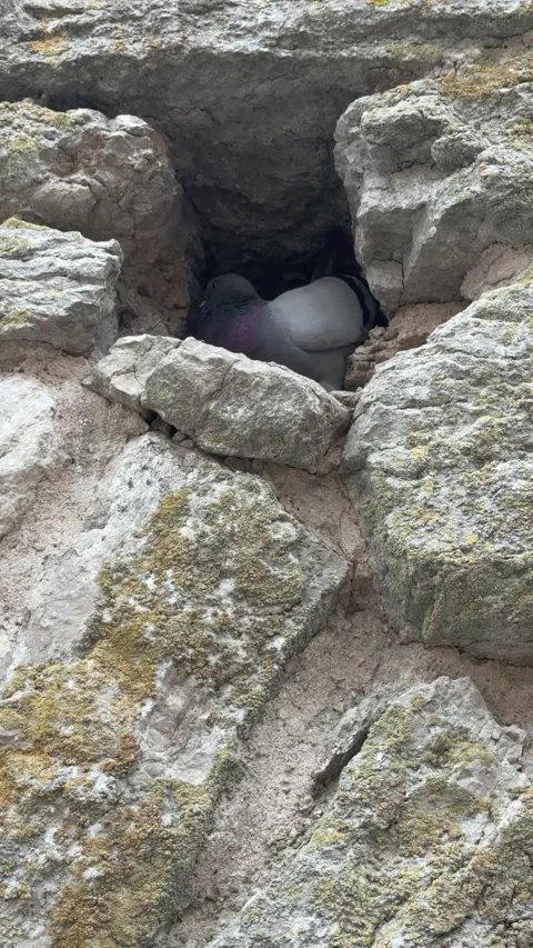 Pigeon Nesting in Ancient Medieval Stone Wall Gotland Stock Footage 344503729