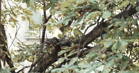 Pigeon Nesting in Tree Stock Footage 53279492
