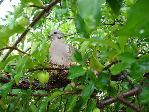 Pigeon nesting in a tree Stock Photos