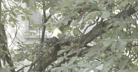 Pigeon Nesting in Tree (S-Log) Stock Footage 53278951