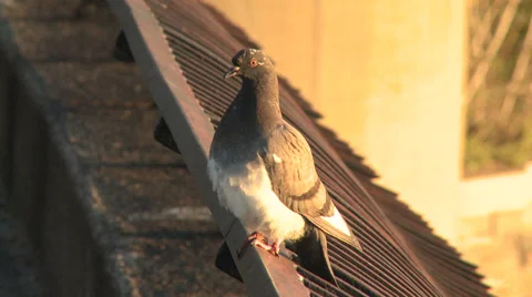A pigeon observing from a wall Video stock 33875480