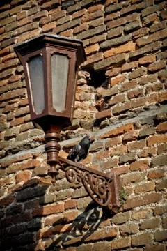 Pigeon on the old lantern Stockfoto's