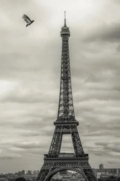 Pigeon with open wings flying on Eiffel Tower, Paris, France Foto stock