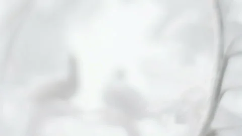 Pigeon Ornament Stock-Footage 327404449