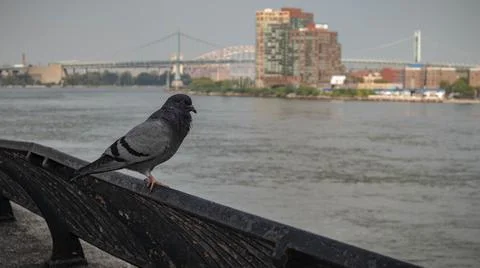 A Pigeon Overlooking A River In New York City Stock Photos