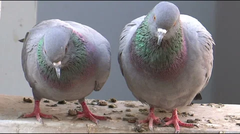 Pigeon pair Stock Footage 43863123