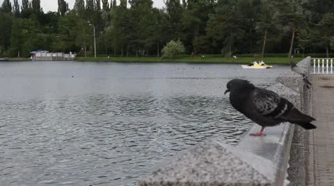 Pigeon in the park 2 Video stock 25006538