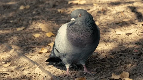 Pigeon in the Park, Closeup Vidéo 116842370