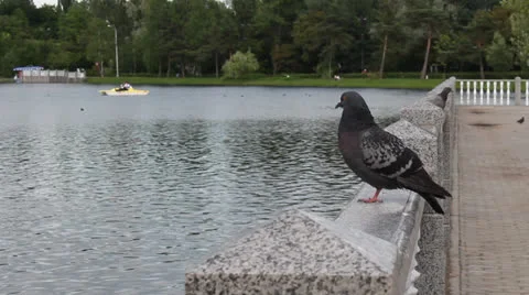 Pigeon in the park Stock Footage 25006670