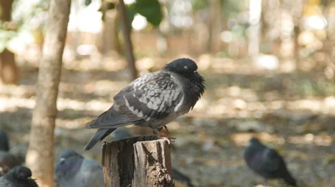 Pigeon in park Stock Footage 58710340