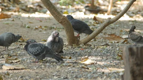 Pigeon in park Stock Footage 58712378