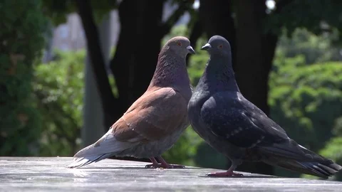 Pigeon in the Park Stock Footage 77050525