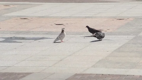 Pigeon in the Park Stock Footage 77050649