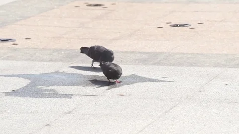 Pigeon in the Park Stock Footage 77050712