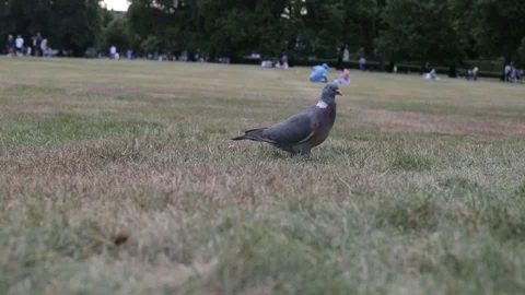 Pigeon in the Park Video stock 90863153