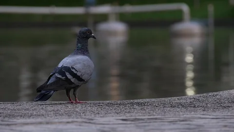 A pigeon at park. Stock Footage 128165277