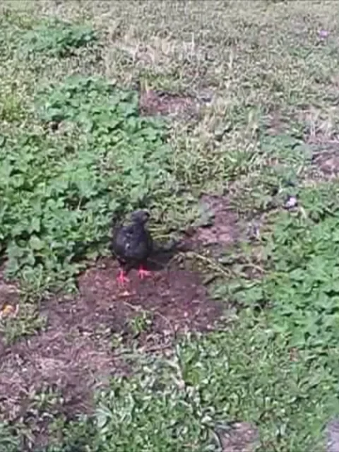 A pigeon in a park Stock Footage 135085473