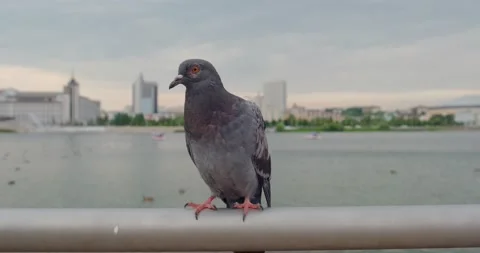 Pigeon in the park Stock Footage 226966926