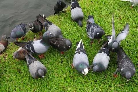 Pigeon in park Stock Photos