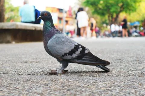 Pigeon In The Park Stock Photos