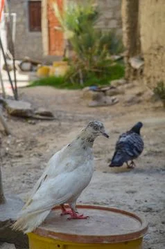 Pigeon in the park Stock Photos