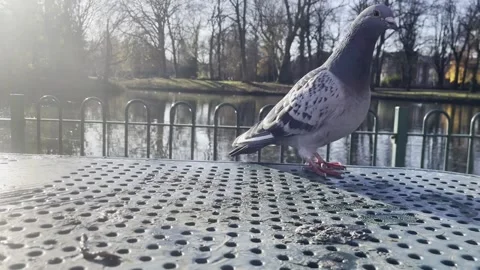 Pigeon on Park Table Stock Footage 293475900