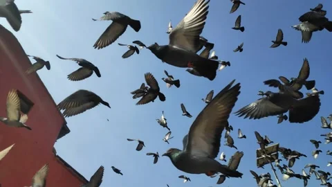 Pigeon in Pashupatinath Temple Kthmandu Nepal Stock Footage