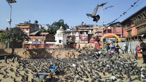 Pigeon in Pashupatinath Temple Kthmandu Nepal Stock Footage