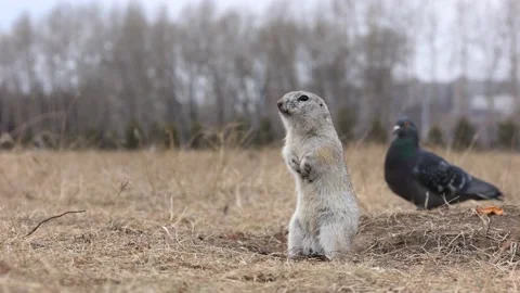 The pigeon passed behind the gopher funny video Stock Footage 173177609