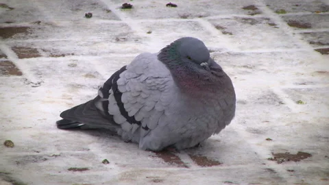 Pigeon on pavement Stock Footage 99357718