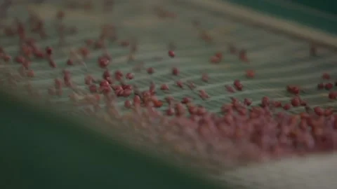 Pigeon peas processing mill in india Stock Footage 217905733