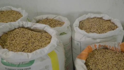 Pigeon peas ready for sell Video stock 217905604