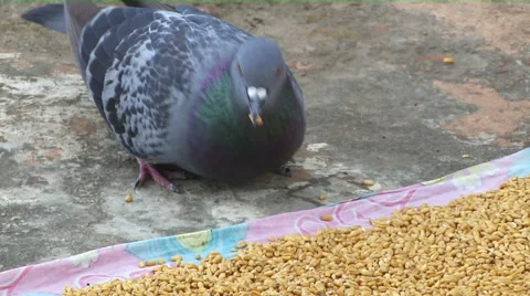 A Pigeon Pecking on Grains Stock Footage 58236751