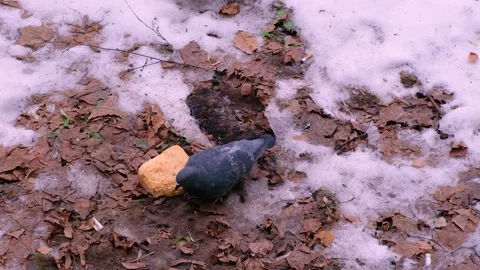 A pigeon pecks at bread on the ground in winter in the snow. Stock Footage 231632669