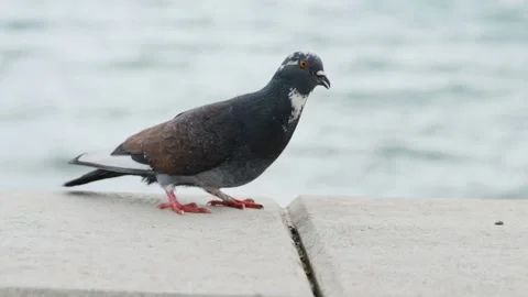 A pigeon pecks grain close-up on the railing on the embankment near the sea on a Stock Footage 231704253
