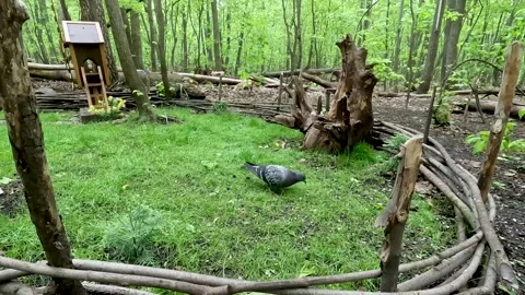 A pigeon pecks at the grass in the forest in search of food. The pigeon. Vídeos de archivo 278242533