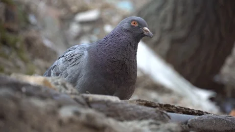 Pigeon pecks something on a tree branch Stock Footage 124760490