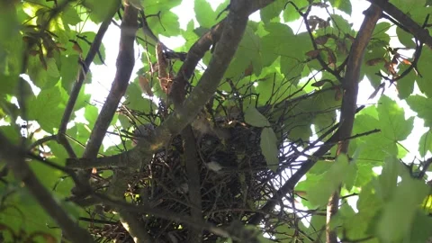 Pigeon Peeking Through Branches From Hidden Tree Nest in Linz Vídeo Stock 343543864