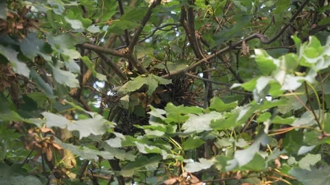 Pigeon Peeking Through Branches From Hidden Tree Nest in Linz Stockbeeldmateriaal 343544780