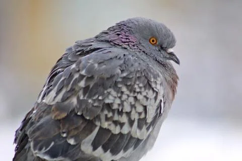 Pigeon on a perch Stock Photos