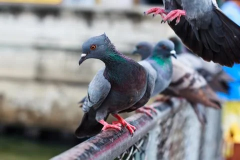 Pigeon perch on a  rack Stock Photos
