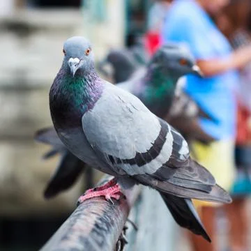 Pigeon perch on a  rack Stock Photos