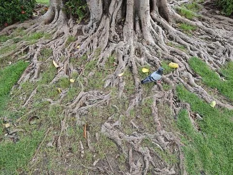 Pigeon perched among sprawling tree roots with green grass and fallen yello.. Stock Photos