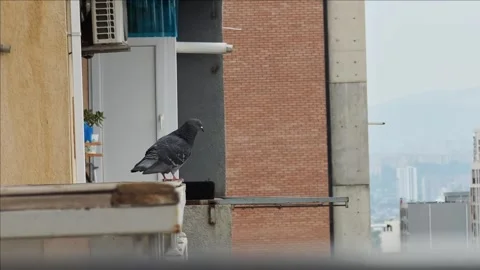 Pigeon perched on balcony edge observing cityscape Vidéo 310409262