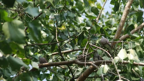 Pigeon Perched on Bodhi Tree Branch Stock-Footage 327831762