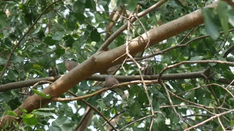 Pigeon Perched on Bodhi Tree Branch Stock-Footage 327831780