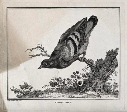 A pigeon perched on the branch of a dead tree. Etching by C. M. Fessard. Stock Illustration
