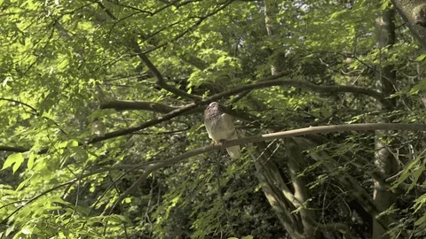 Pigeon perched on the branch of a tree Stock Footage 74840770