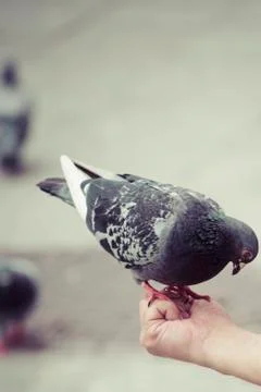 Pigeon perched on a hand Stock Photos