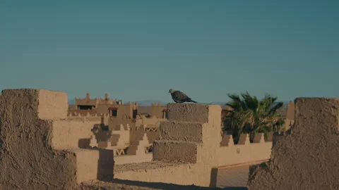 Pigeon perched on mud brick wall then taking flight in Morocco Stock Footage 334511830